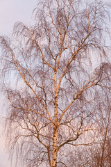 Birch with curly branches against the sky at sunset.