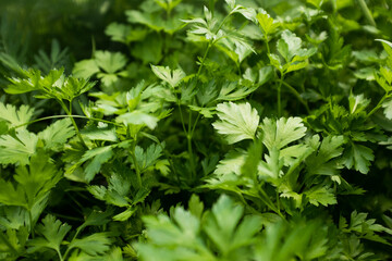 Fototapeta na wymiar Parsley plants grow, top view. Background from green parsley leaves for publication, design, poster, calendar, post, screensaver, wallpaper, postcard, cover, website. High quality photo