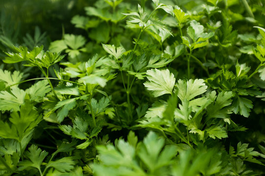Parsley plants grow, top view. Background from green parsley leaves for publication, design, poster, calendar, post, screensaver, wallpaper, postcard, cover, website. High quality photo