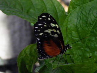 butterfly on a flower