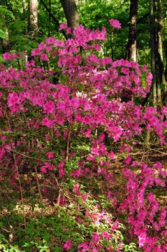 bright flowers outdoors