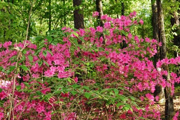 pink flowers in the garden