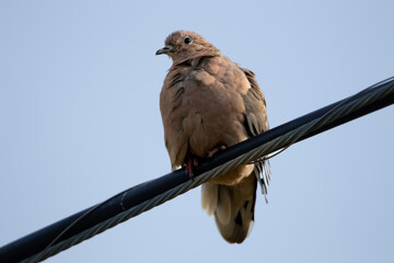 dove on a vertical cable