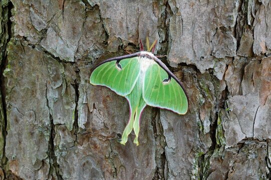 insect on bark of a tree