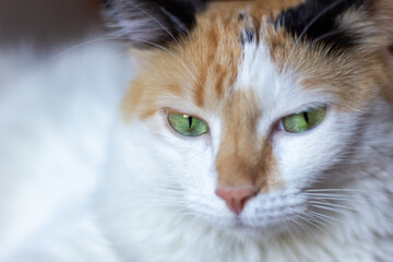 Portrait of a cat with green eyes, close-up.