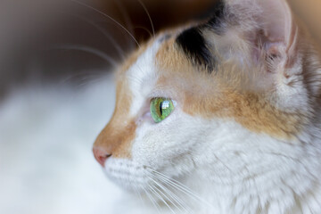 Portrait of a cat with green eyes, close-up.