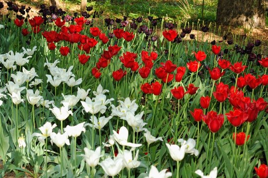 field of tulips