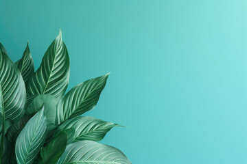 Calathea tropical leaves on mint green color background minimal summer