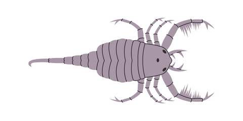 gray color sea scorpion wild nature animal with pincers sting dangerous aggression creature