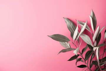 Fototapeta na wymiar ZZ Plant tropical leaves on rose pink color background minimal summer