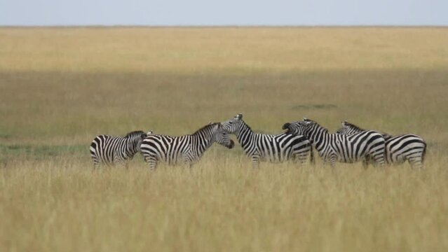 Herd of zebra in Kenya grassy field - wide shot