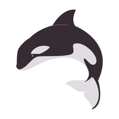 black and white color orca big animal marine mammal large predator killer wild nature ocean