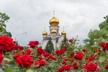 St. Michael's church and red rose flower bed in pokrovsk city of donetsk oblast