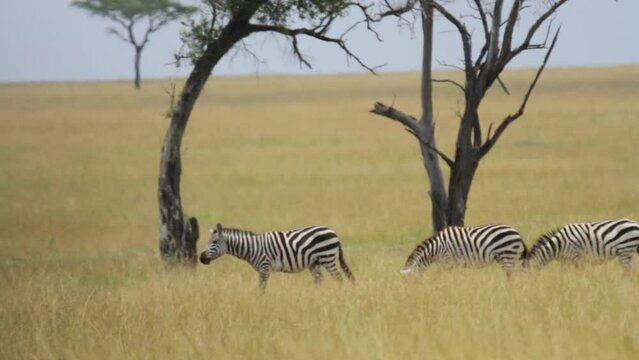 Zebras walking through field on Hot day in Kenya, Africa