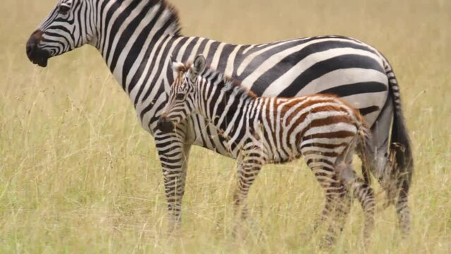 Cute little zebra next to adult in Kenya, Africa