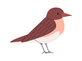 brown color small bird hermit thrush species pretty cute nature animal beautiful wildlife creature