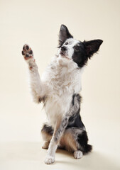  A Border Collie lifts a paw in a salute, black and white fur contrasts against a soft beige backdrop