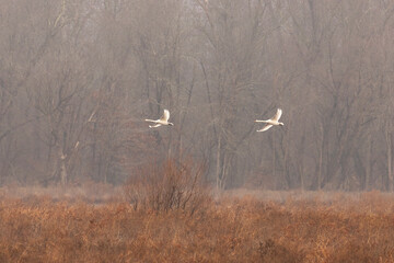 Pair of Mute Swans fly over the marsh on a foggy morning