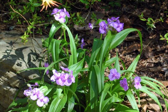 flowers in spring