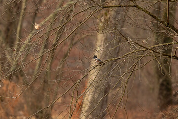 Female Belted Kingfisher hidden among the tree branches