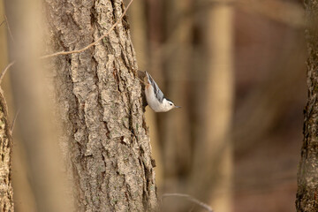 Whitebreasted Nuthatch poses on a tree trunk