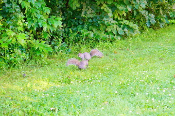 The landscape of New York State University (SUNY) Plattsburgh