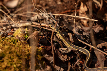 Ribbon Snake slithers through the fallen leaves