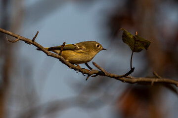 Ruby-crowned Kinglet perched on a tree branch