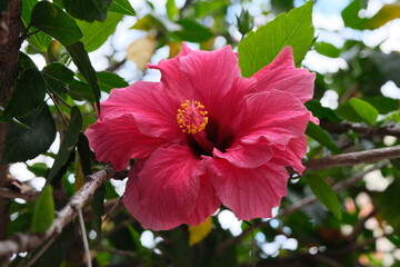 Red coloured hibiscus close-up, sunny day, without people, spring, Buenos Aires, Argentina.