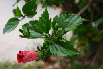 Red coloured hibiscus close-up, sunny day, without people, spring, Buenos Aires, Argentina.