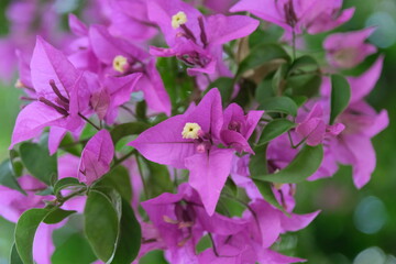 Bougainvillea Violet. A beautiful bush with many purple flowers. Sunny day. A shot without people....