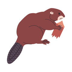 brown color beaver holding wooden and semiaquatic herbivores animal wild nature environment mammal creature