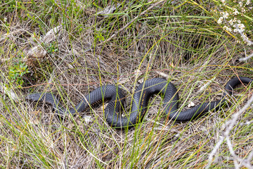 Australian Highlands Copperhead Snake basking in grass
