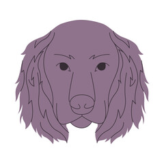 gray color head boykin spaniel hunting dog breed mammal domestic animal cute funny adorable pet