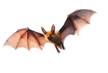 Obraz premium flying bat isolated on transparent background. generative ai