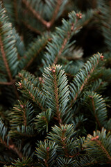 Pine Tree Branches Close Up