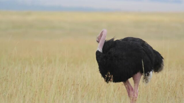 Wild ostrich in Kenya field - Medium shot