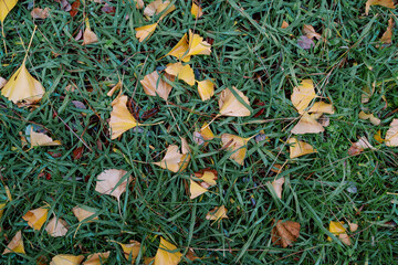 Yellow fallen leaves lie on green grass