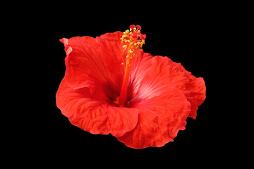 Beautiful red hibiscus flower on black background