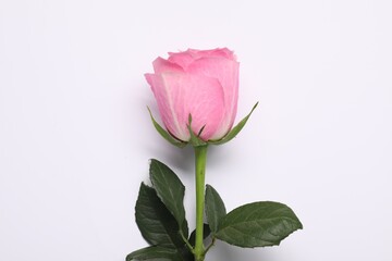Beautiful pink rose on white background, top view