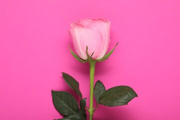 Beautiful rose on bright pink background, top view
