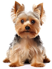 Yorkshire Terrier Dog Studio Shot Isolated on Clear Background, Generative AI