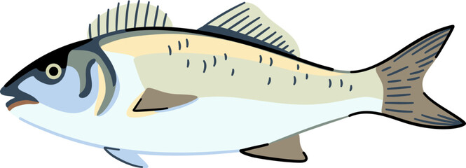 Sea bass. Commercial seafood fish. Isolated design element. Vector illustration.