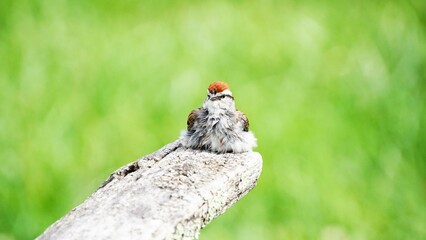 A cute chipping sparrow singing after a rain. brightening green background. common garden bird. 