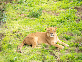ライオン(メス)。
