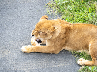 Obraz premium ライオン(メス)。 