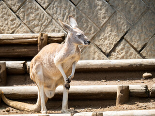 アカカンガルー。多摩動物公園。
