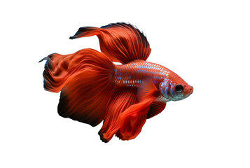 Fototapeta premium beautiful red betta fish isolated transparent background. generative ai