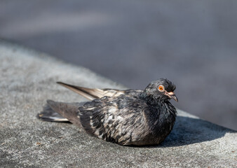 Back and White Pigeon Nesting on a Wall.