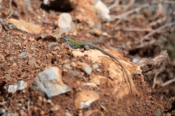 Italian Wall Lizard in the Wild